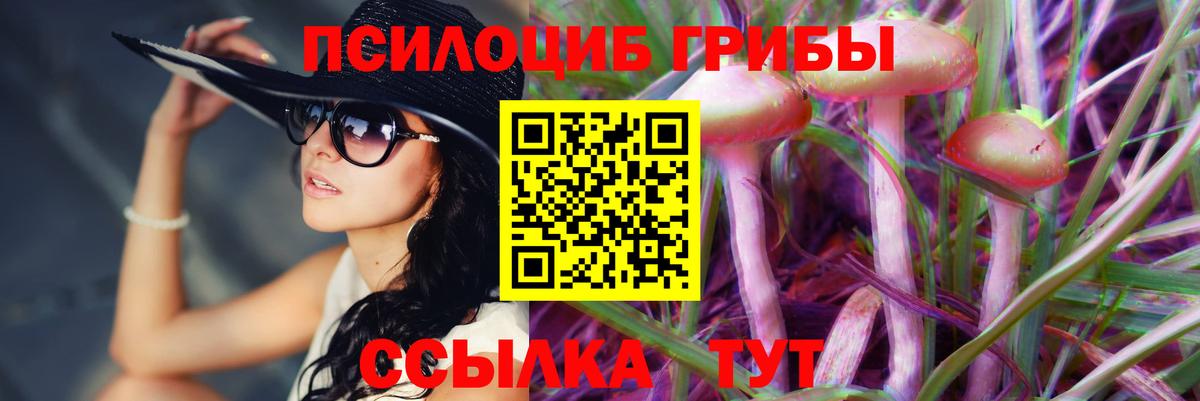 Псилоцибиновые грибы Psilocybe  Вход с VPN  Пугачёв 